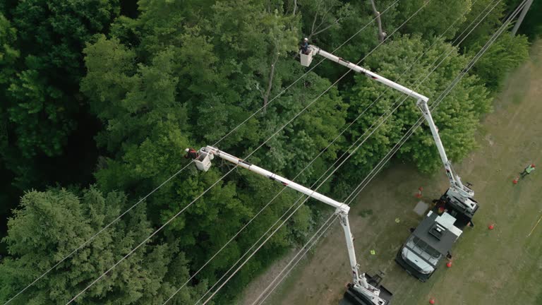 Best Seasonal Cleanup (Spring/Fall)  in Ashley, OH