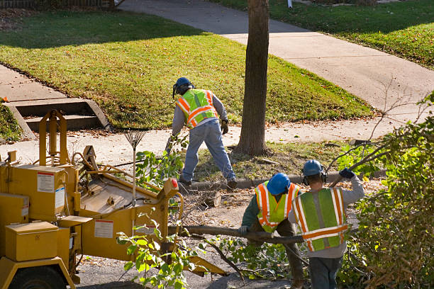 Tree and Shrub Care in Ashley, OH